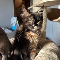 Cuccioli Maine Coon disponibili