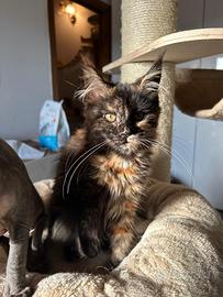Cuccioli Maine Coon disponibili