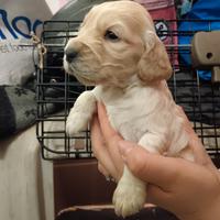 Cuccioli di cocker