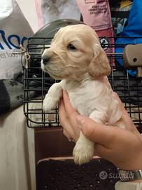Cuccioli di cocker