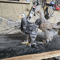 Galline pulcini brahma