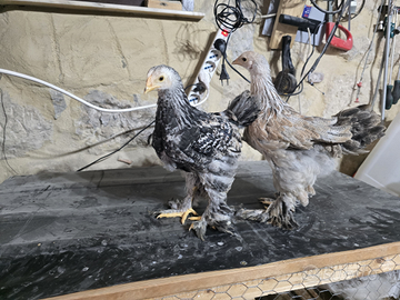 Galline pulcini brahma