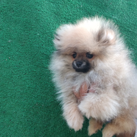Spitz