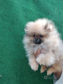 Spitz