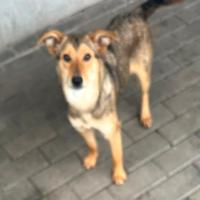 Priscilla cagnolina meticcia