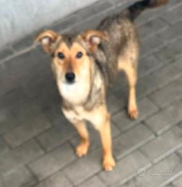 Priscilla cagnolina meticcia