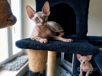 Sphynx PEDIGREE cucciolo di 3 Mesi