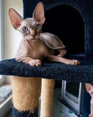 Sphynx PEDIGREE cucciolo di 3 Mesi