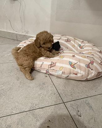 Cuccioli Barboncino Toy maschi