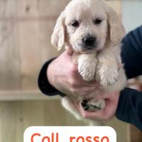 Cuccioli di golden retriever linea inglese