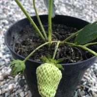 Piante di fragole rifiorenti 4 stagioni