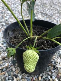 Piante di fragole rifiorenti 4 stagioni