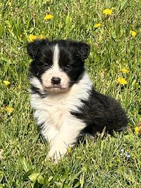 Cuccioli maschi di border collie