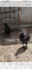 Coppia araucana