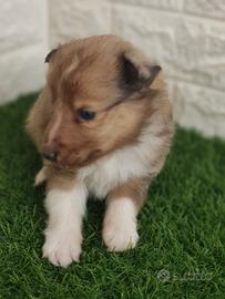 Shetland con pedigree