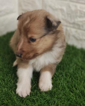 Shetland con pedigree
