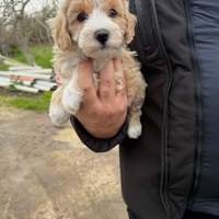 Maltipoo Mini Toy maschietti