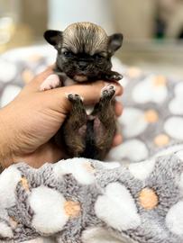 Chihuahua alta genealogia