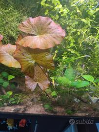 piante per acquario