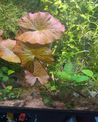 piante per acquario