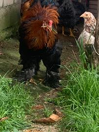 Gallo Brahma