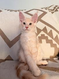 Cucciolo Maine Coon crema tabby