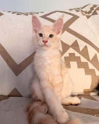 Cucciolo Maine Coon crema tabby