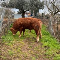 Vedo vitello limousine