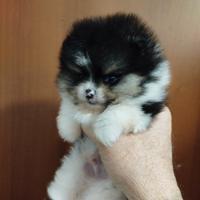 Spitz tedesco nano