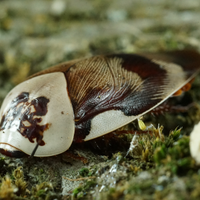 Ragni, blatte da pasto e ornamentali