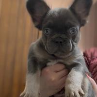 Cuccioli di bouledogue francese