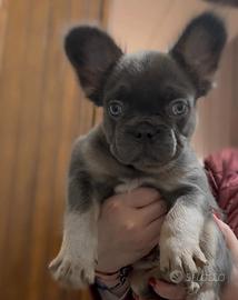 Cuccioli di bouledogue francese