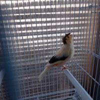 Canarino femmina arlecchino portoghese