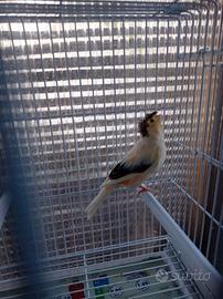 Canarino femmina arlecchino portoghese