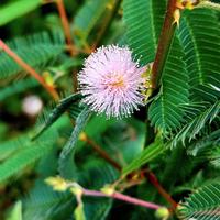 Mimosa policarpa spegazzinii (piccolo arbusto)
