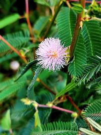 Mimosa policarpa spegazzinii (piccolo arbusto)