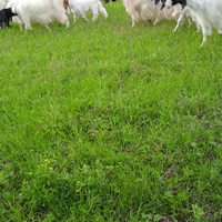 Disponibili pecore e agnelli