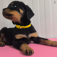 Cucciola di rottweiler