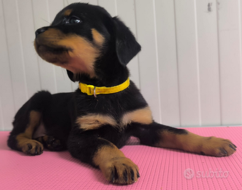 Cucciola di rottweiler