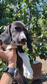 Splendidi Cuccioli di Setter Inglese (Catania)