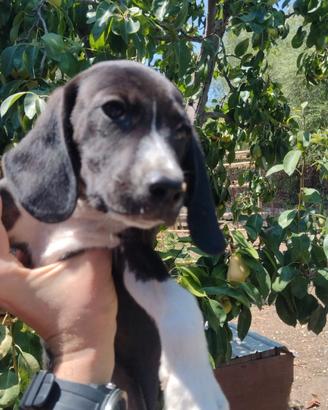 Splendidi Cuccioli di Setter Inglese (Catania)