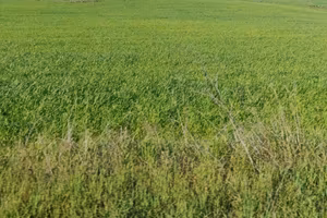 Terreno per orto