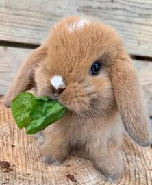 Mini lop conigli Nani