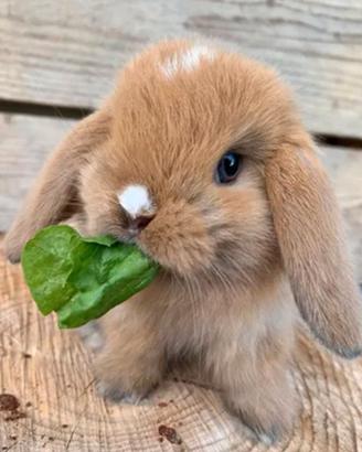 Mini lop conigli Nani