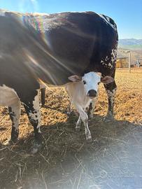 Cucciolo di zebù nano
