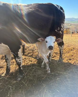 Cucciolo di zebù nano