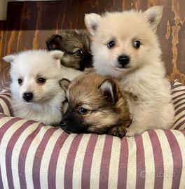 Cuccioli allevati da noi ( spitz )