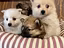 Immagine 1