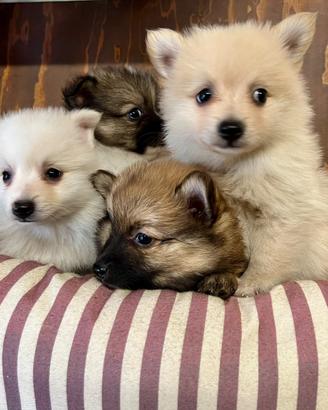 Cuccioli allevati da noi ( spitz )