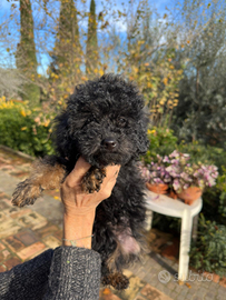 Barboncina Femmina disponibile